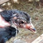 La variole aviaire (étude de cas)