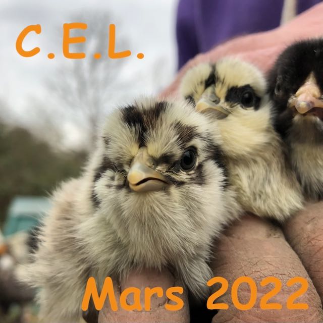 Mars 2022 🐓
